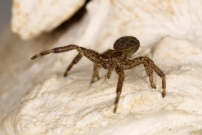 *(85560) Une araigne crabe. Une immature (Araneae - Thomisidae - Xysticus sp.)